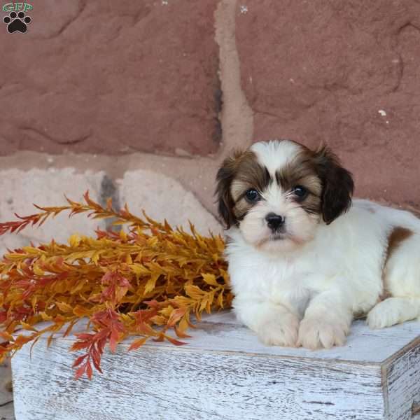 Addie, Cava-Tzu Puppy